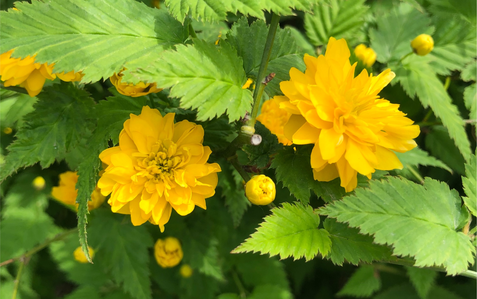 棣棠花(日语叫「山吹」)