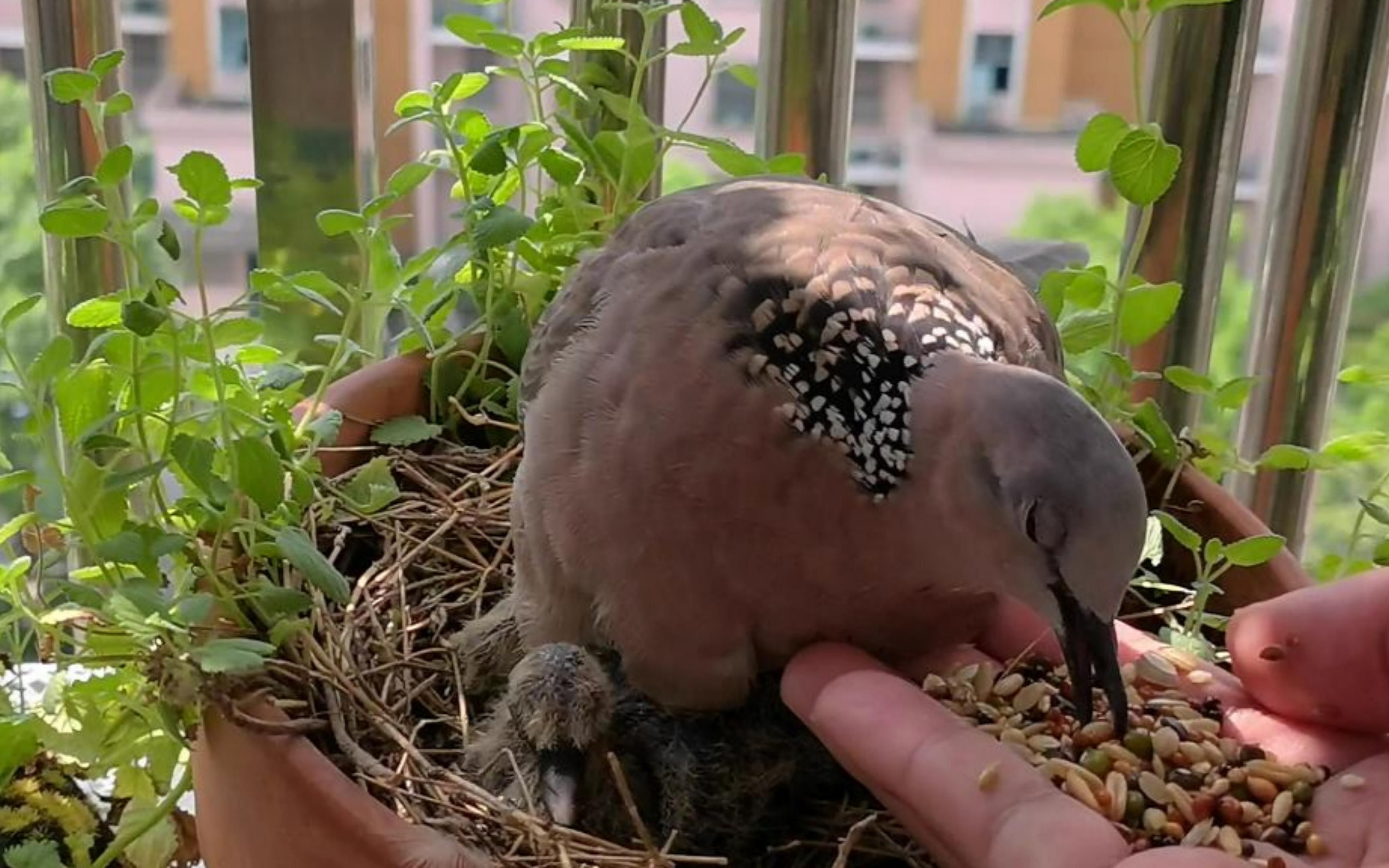 斑鸠四胎幼鸟生长迅猛,小肉蛋变大肉蛋了!