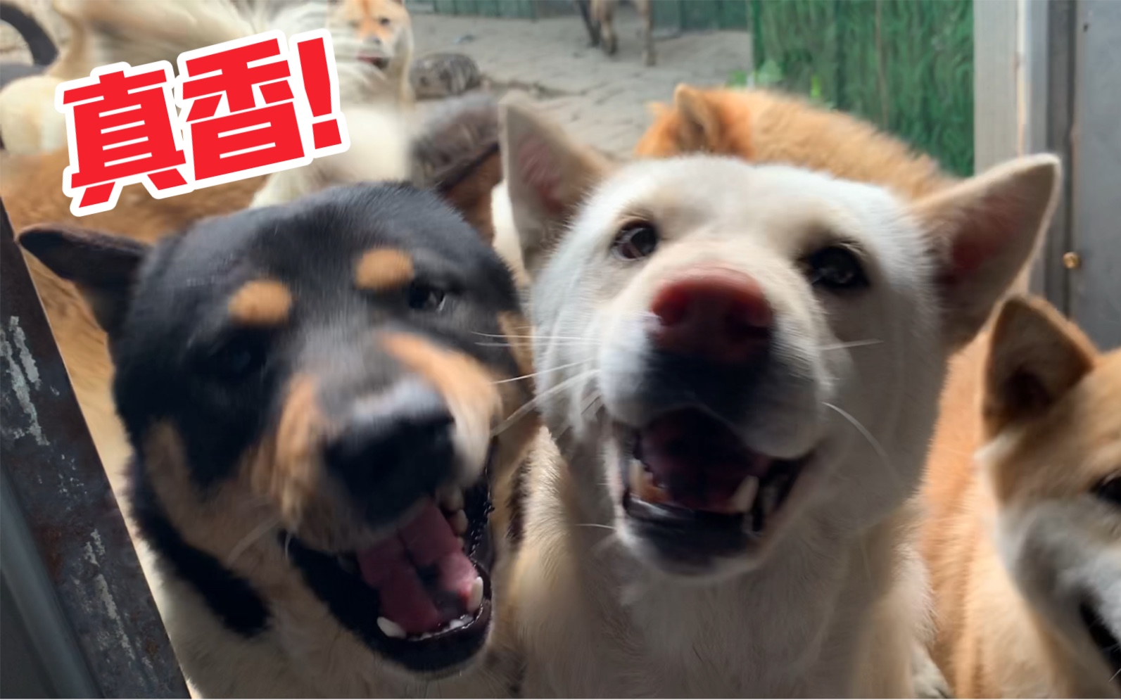 活动作品被一群狗围观上厕所是种怎样的体验