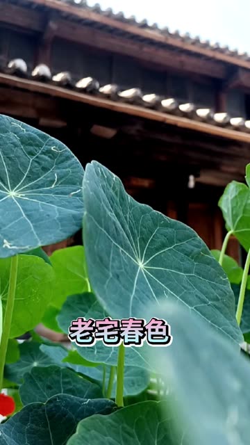 老宅子里生机勃勃的花草掩盖着岁月的痕迹哔哩哔哩bilibili