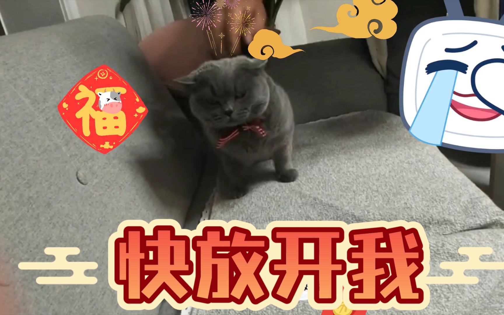 英短蓝猫猫猫戴上领结后想要自己解下来结果被直播全家围观