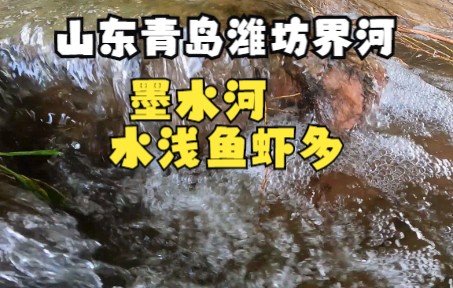 山东潍坊高密青岛胶州界:墨水河,水下视角呈现,水清浅鱼虾多,位于309国道潍胶公路桥下哔哩哔哩bilibili