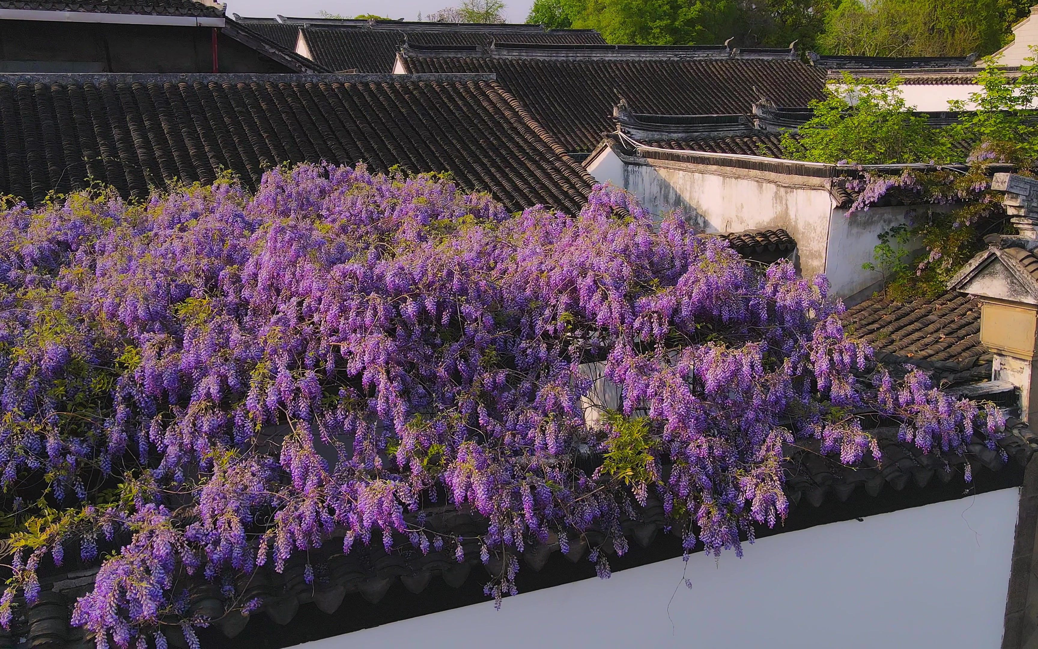 [图]苏州拙政园文征明手植紫藤花开