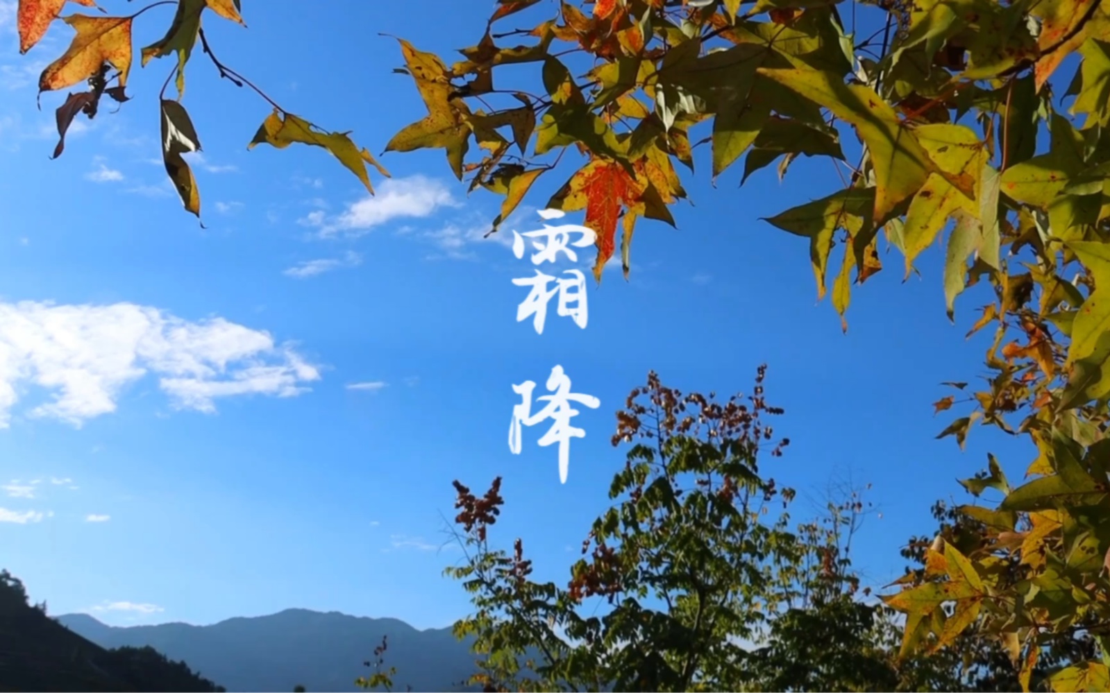 [图]『二十四节气·霜降』年年秋色最深处，岁岁霜降如期至。 秋天的最后一个节气，降温明显，正是漳平水仙秋茶🍵开采的好时节🍃！