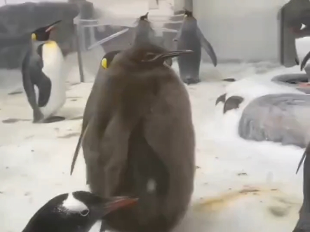 穿着貂皮大衣的企鹅宝宝,一只行走中的猕猴桃