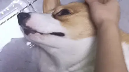 小狗狗真可爱