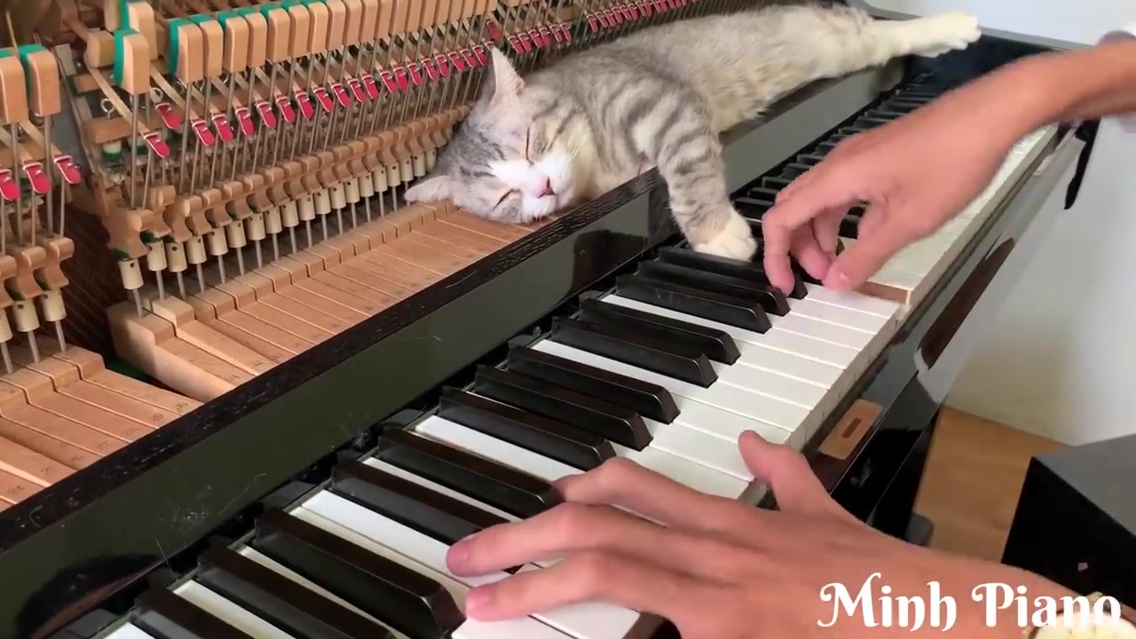 [图]【喵の摇篮曲系列】：献给爱丽丝