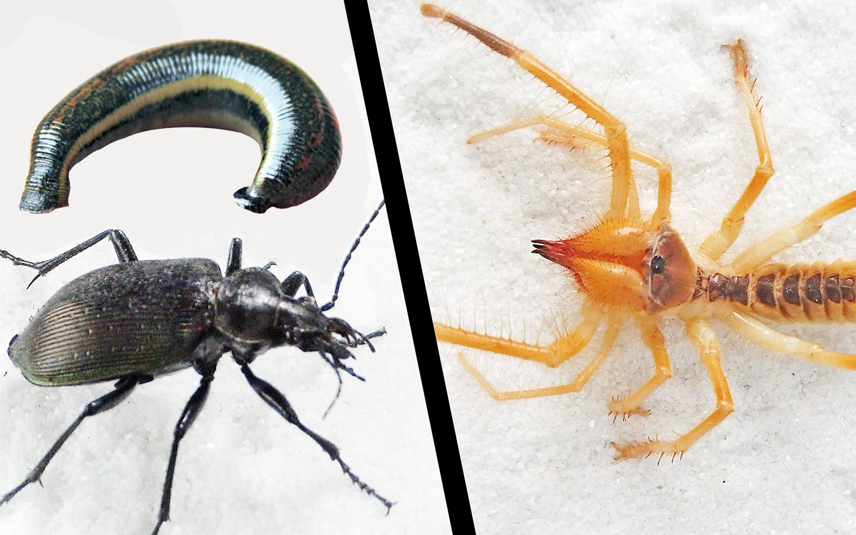 当活体绞肉机遇到水蛭与臭甲虫,结果会怎样?