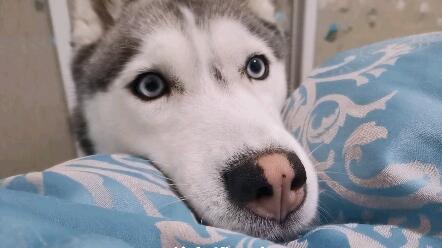 请问一下 哪里有有爹领 告诉一下胡椒 哔哩哔哩 Bilibili