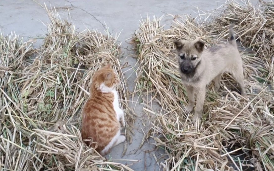 [图]猫狗从来都不是朋友，一见面就会打架，大家知道是为什么吗