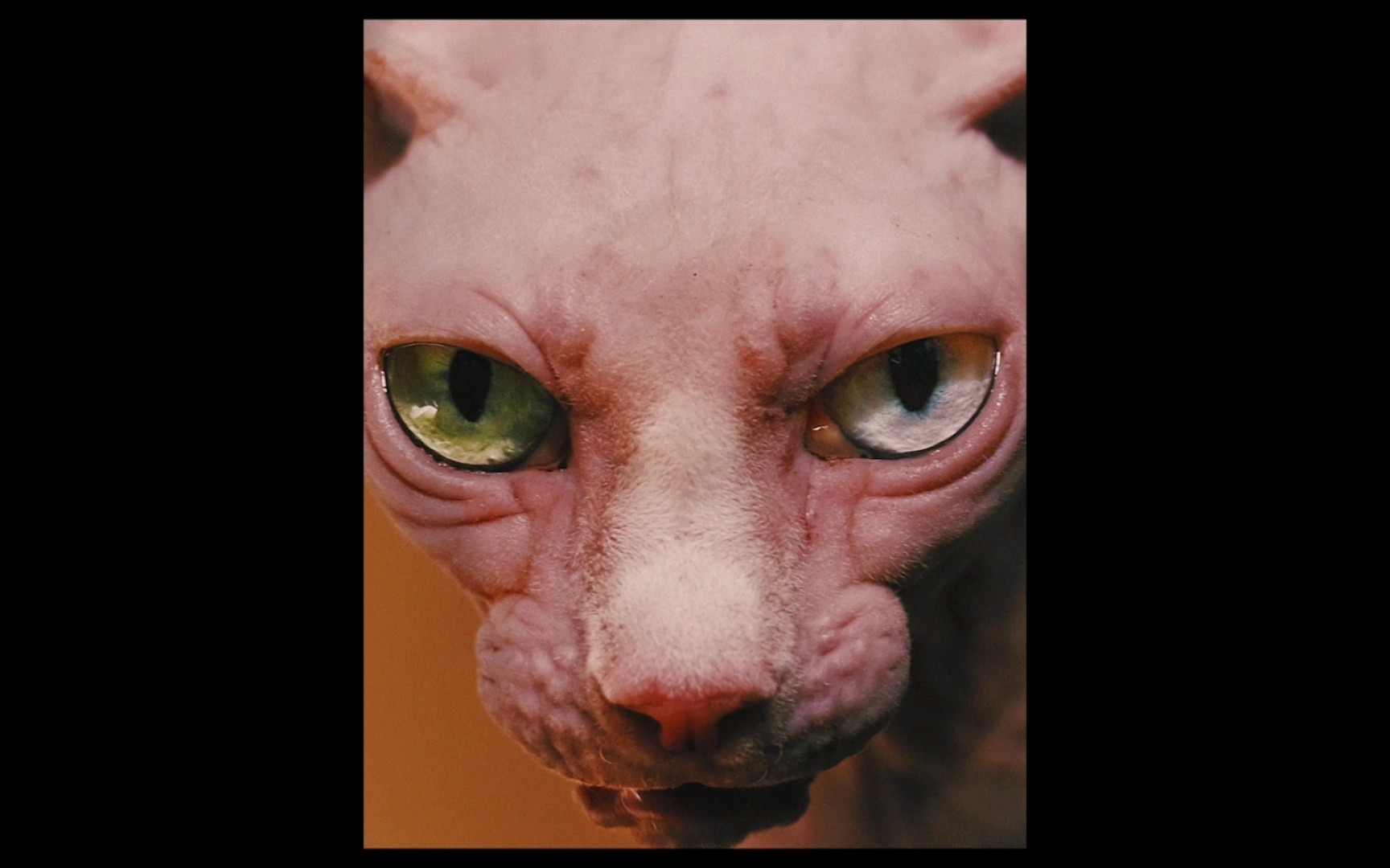 【审美提升】怪诞艺术 yii ooi