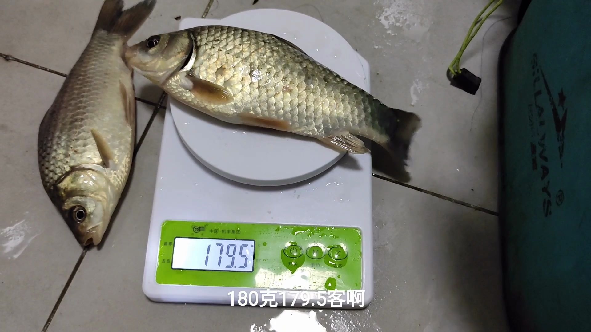 2两的野生鲫鱼究竟有多大?高精度电子秤给你答案