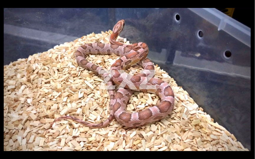 最近很火的珊瑚幽灵玉米蛇