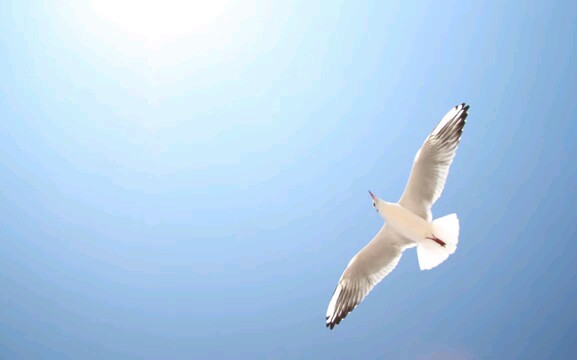 city of sails-marcus warner