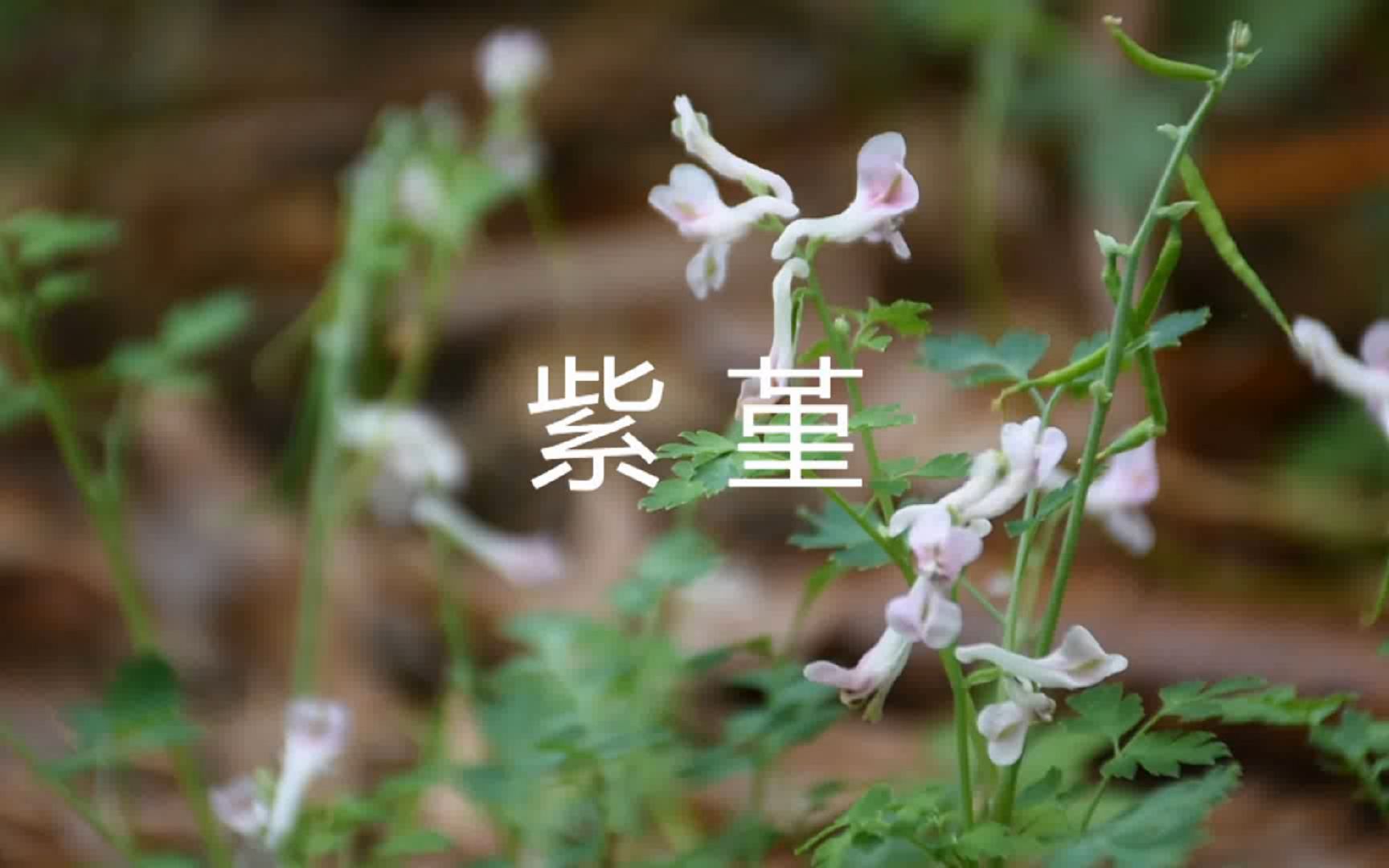 一分钟植物志 紫堇Corydalis edulis Maxim 紫堇属 Corydalis DC.罂粟科 Papaveraceae哔哩哔哩bilibili