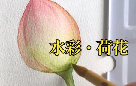 水彩 ⷠ荷花苞 | 自学画画 | 教程哔哩哔哩bilibili