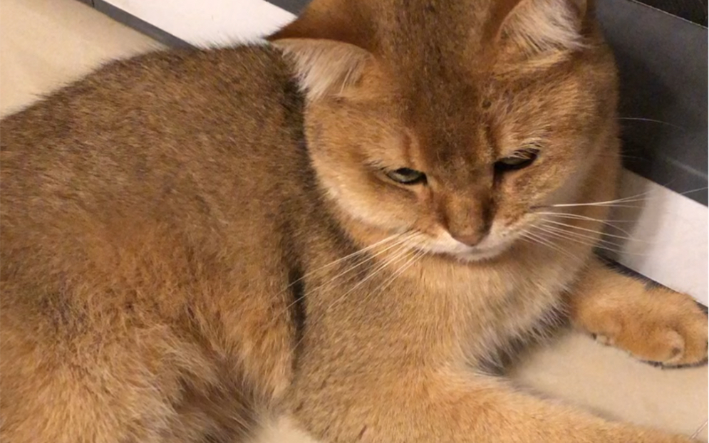 不耐烦的小猫咪