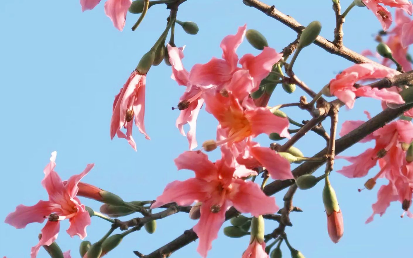 广州 | 异木棉盛开的季节