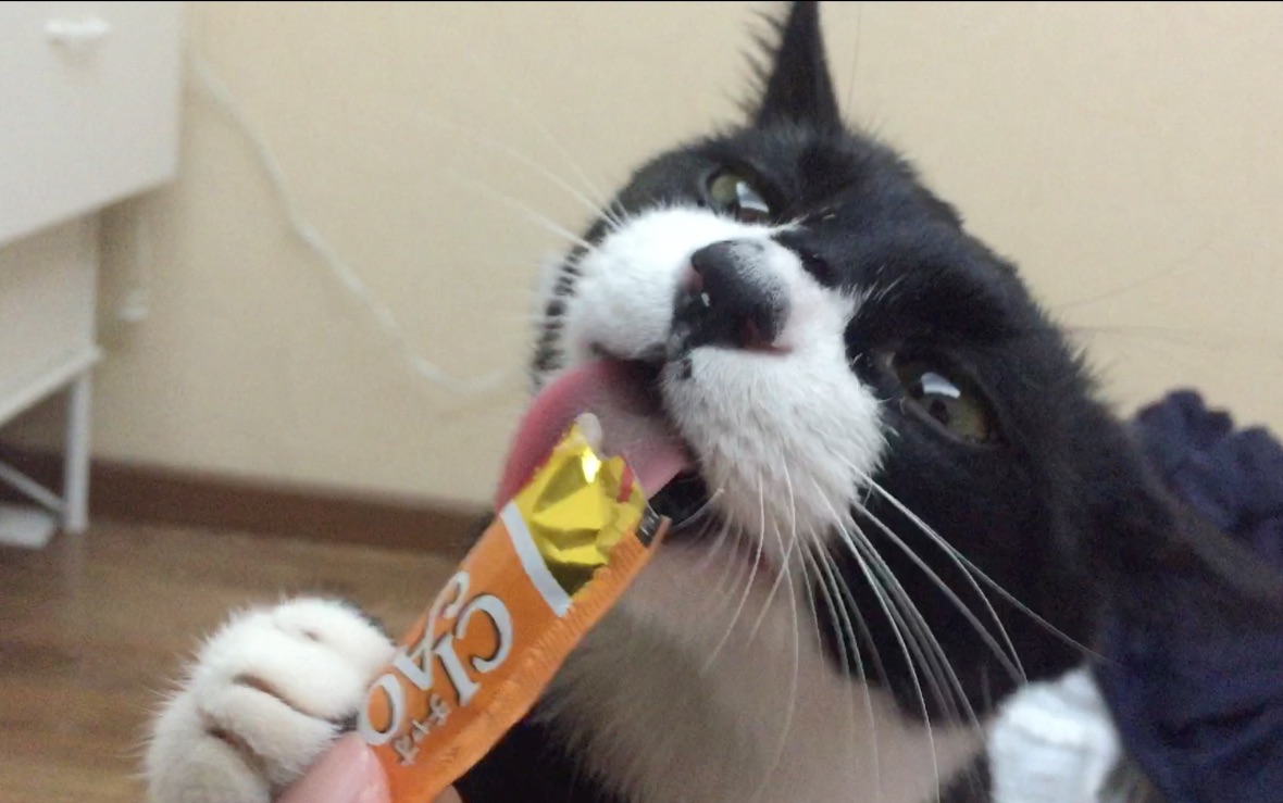 seniorgirl猫片罗sir的日常吃零食小合集