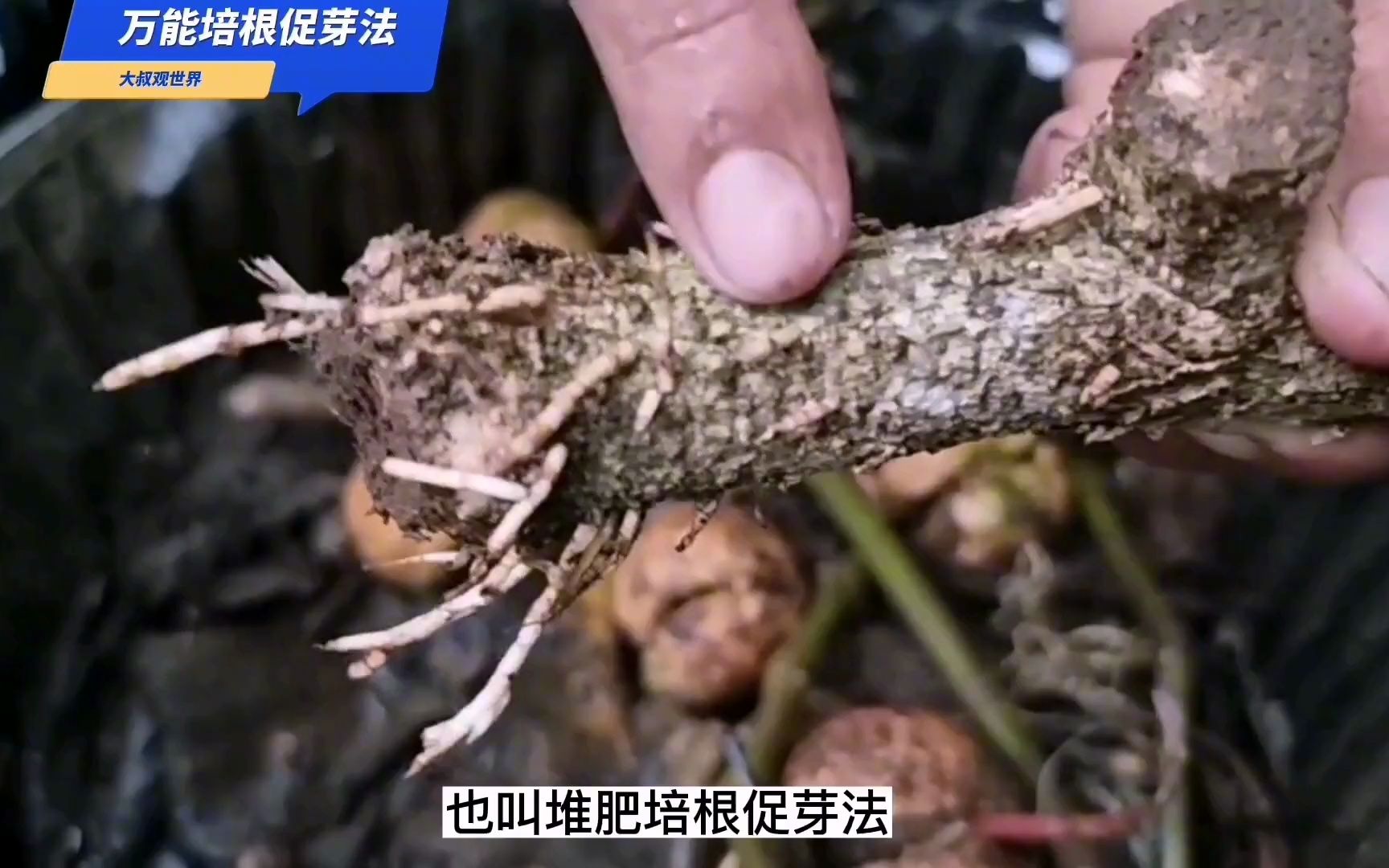 万能扦插法!万能培根促芽法!适合所有易生根植物!成功率高!哔哩哔哩bilibili