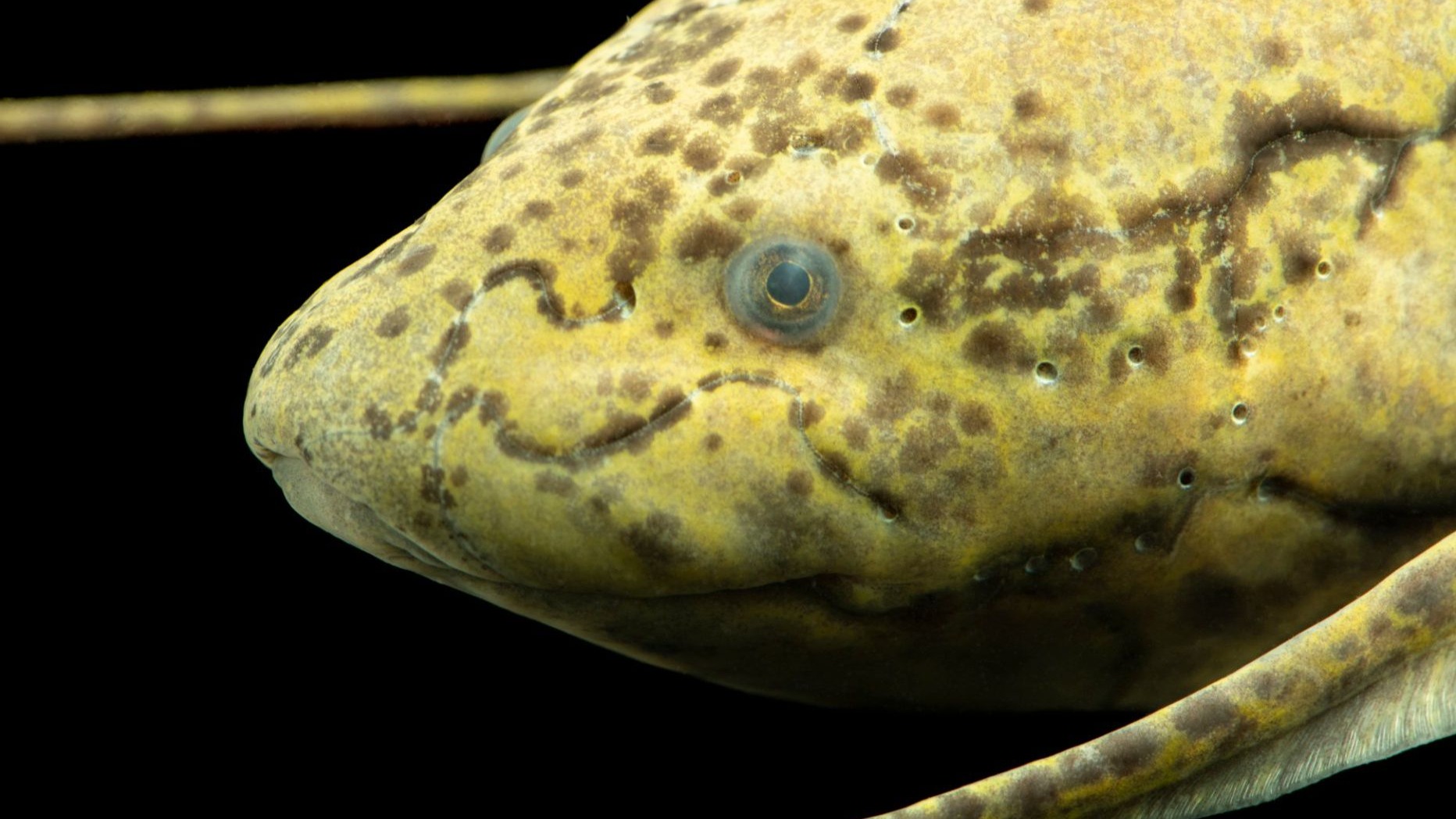 淡水河巨怪非洲篇:肺鱼,猛鱼,鳗形拟长颌鱼.非洲巨鱼不仅大,还很怪