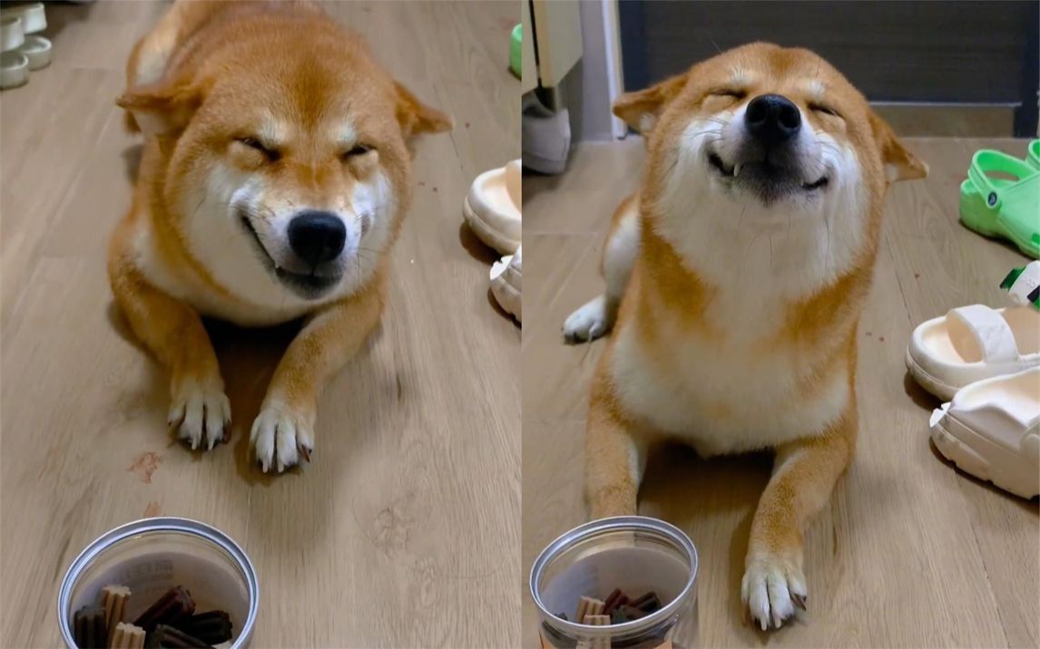 柴犬偷吃磨牙棒被发现,面对主人批评教育时嬉皮笑脸:伸手不打笑脸狗