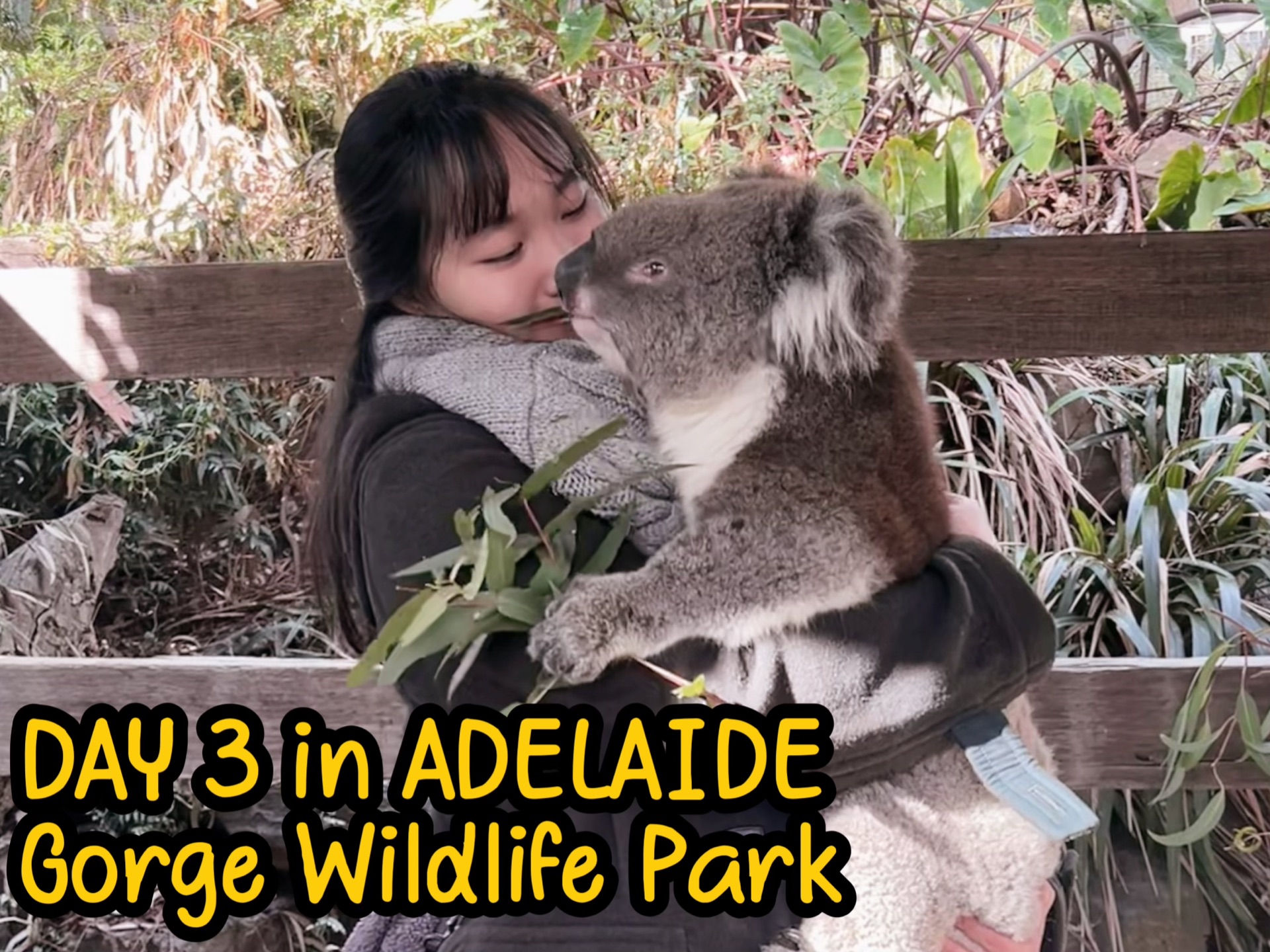 adelaide.ep3|gorgepark|去抱考拉