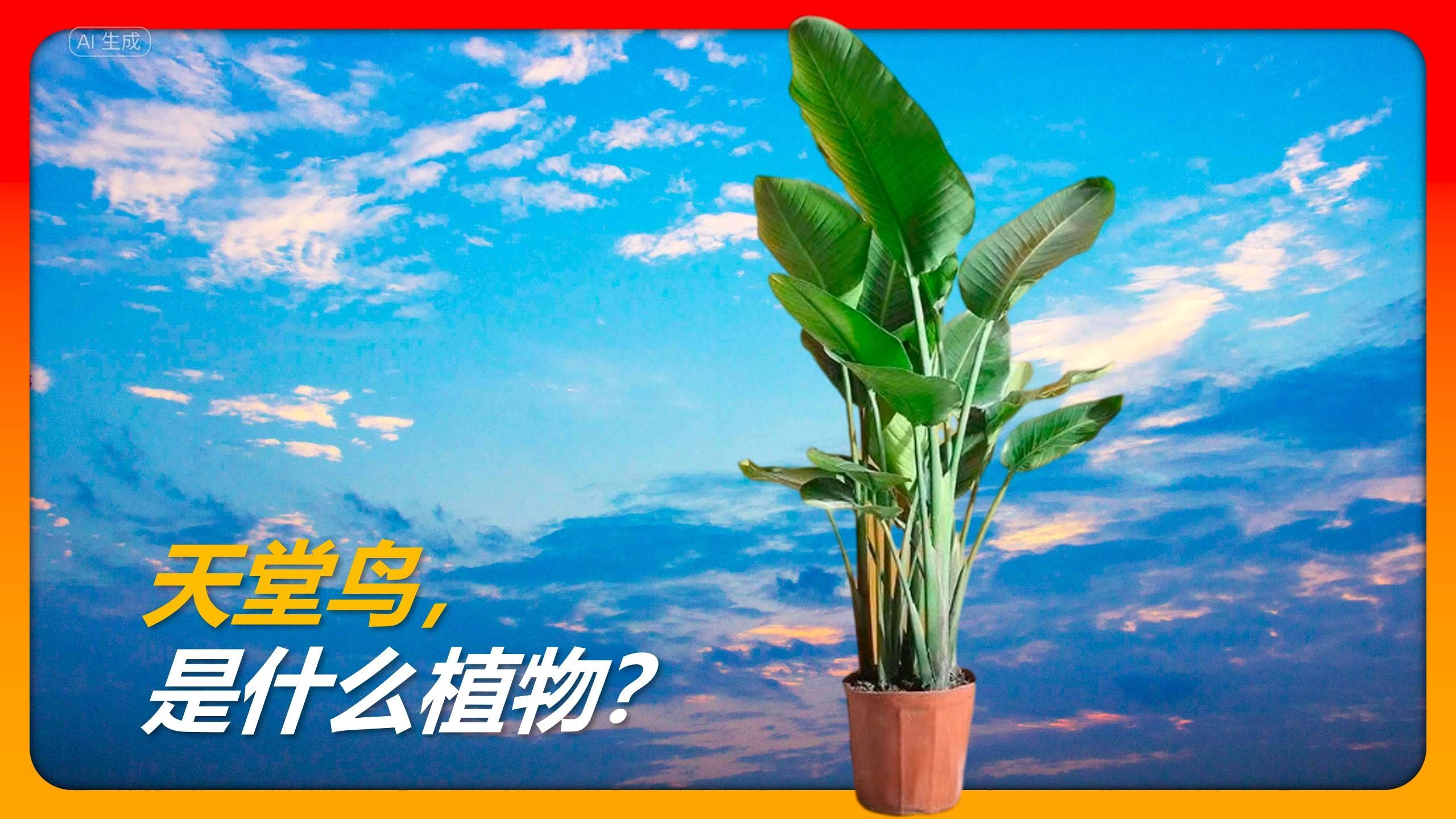 天堂鸟,是什么植物?哔哩哔哩bilibili