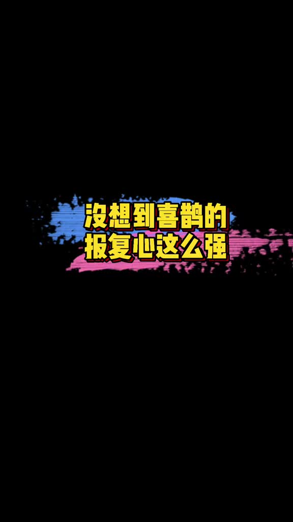 喜鹊的报复心有多强 喜鹊的报复心也太强了吧~哈哈哈哈,太好笑了! 娱乐评论大赏哔哩哔哩bilibili