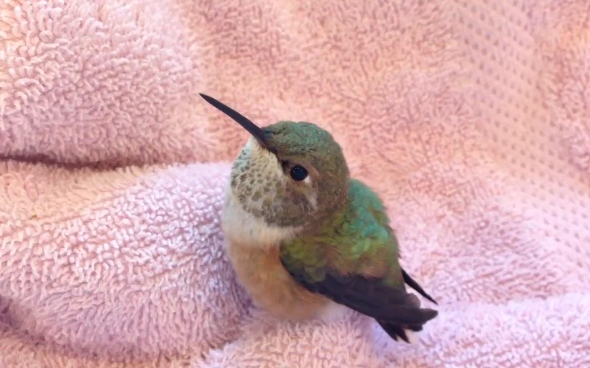 【可爱的小东西】棕蜂鸟雏鸟 [svp↑60fps]