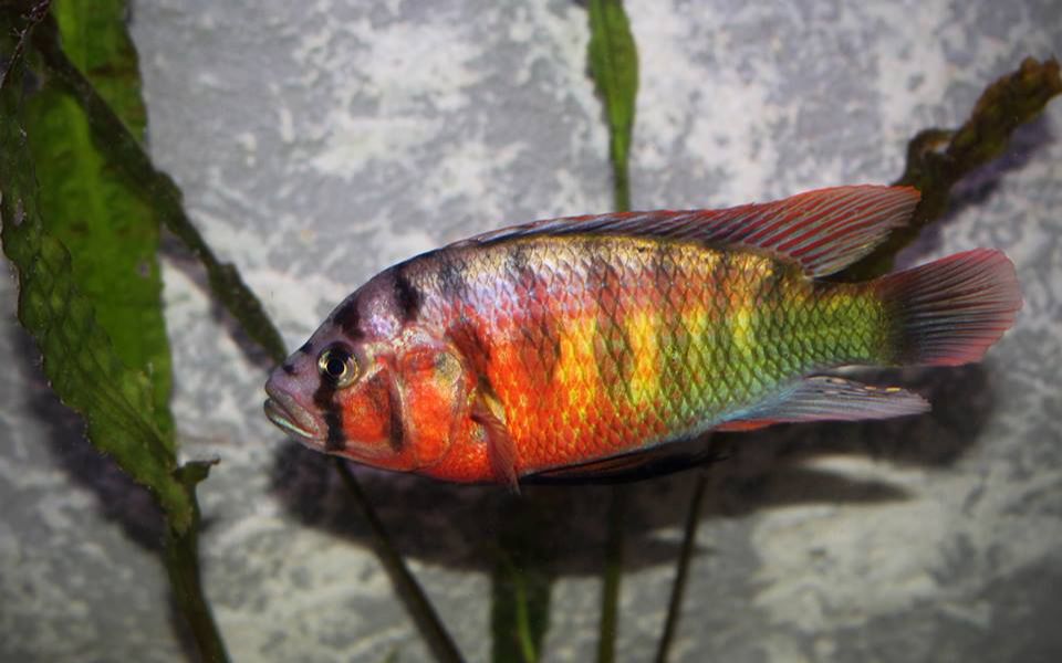 红头 | 维鲷三湖慈鲷热带鱼观赏用原生鱼