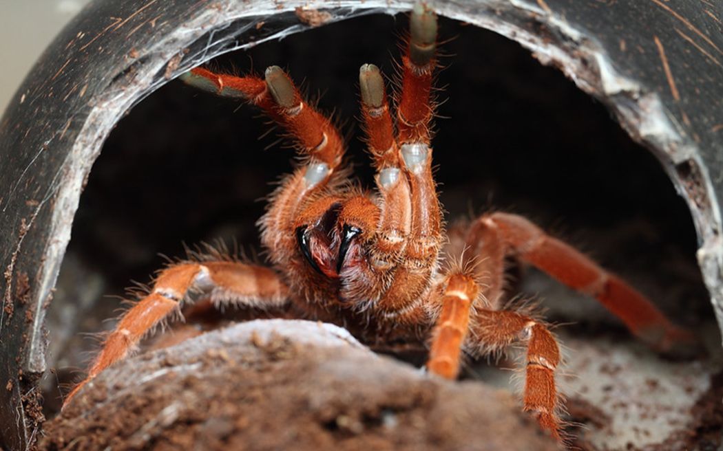 晋级赛二期 a组第一轮第四战 沙漠金蝎vs皇帝巴布(高手过招招招致命)