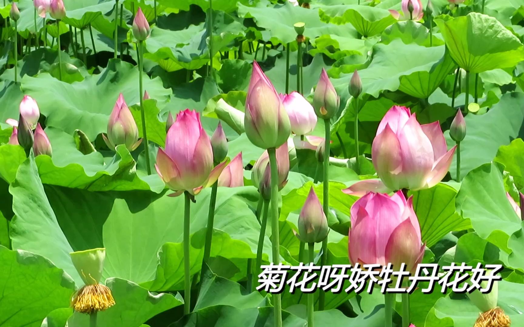 王小玮——荷花谣