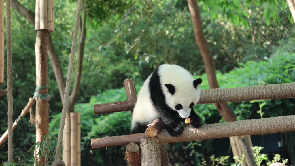 [图]5太阳产房的宝宝们吃苹果咯！