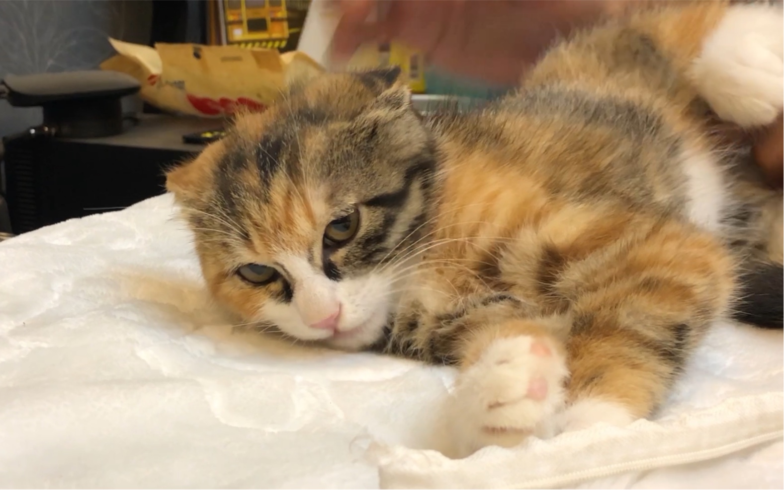 无法驯服的小猫,流浪是你想要的生活吗?