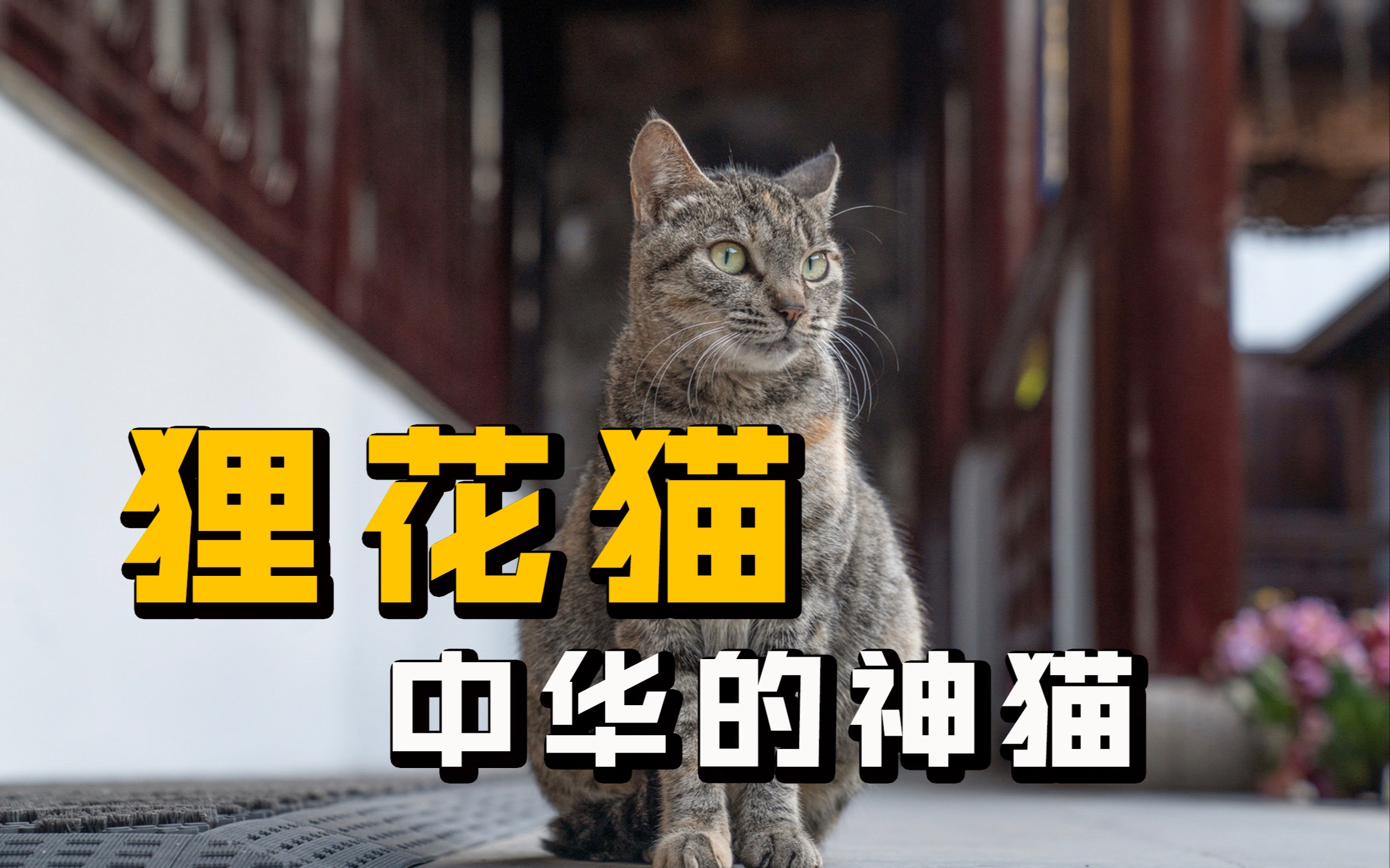 [图]狸花猫作为中华的神猫，一直以来都是比较受欢迎的，有很多人饲养，那它们究竟有什么魅力，能收获这么多人的喜爱呢？