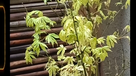 第一棵女精灵枫树,希望能长存.
