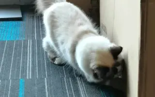 国家反诈下载了吗#猫##猫咪##萌