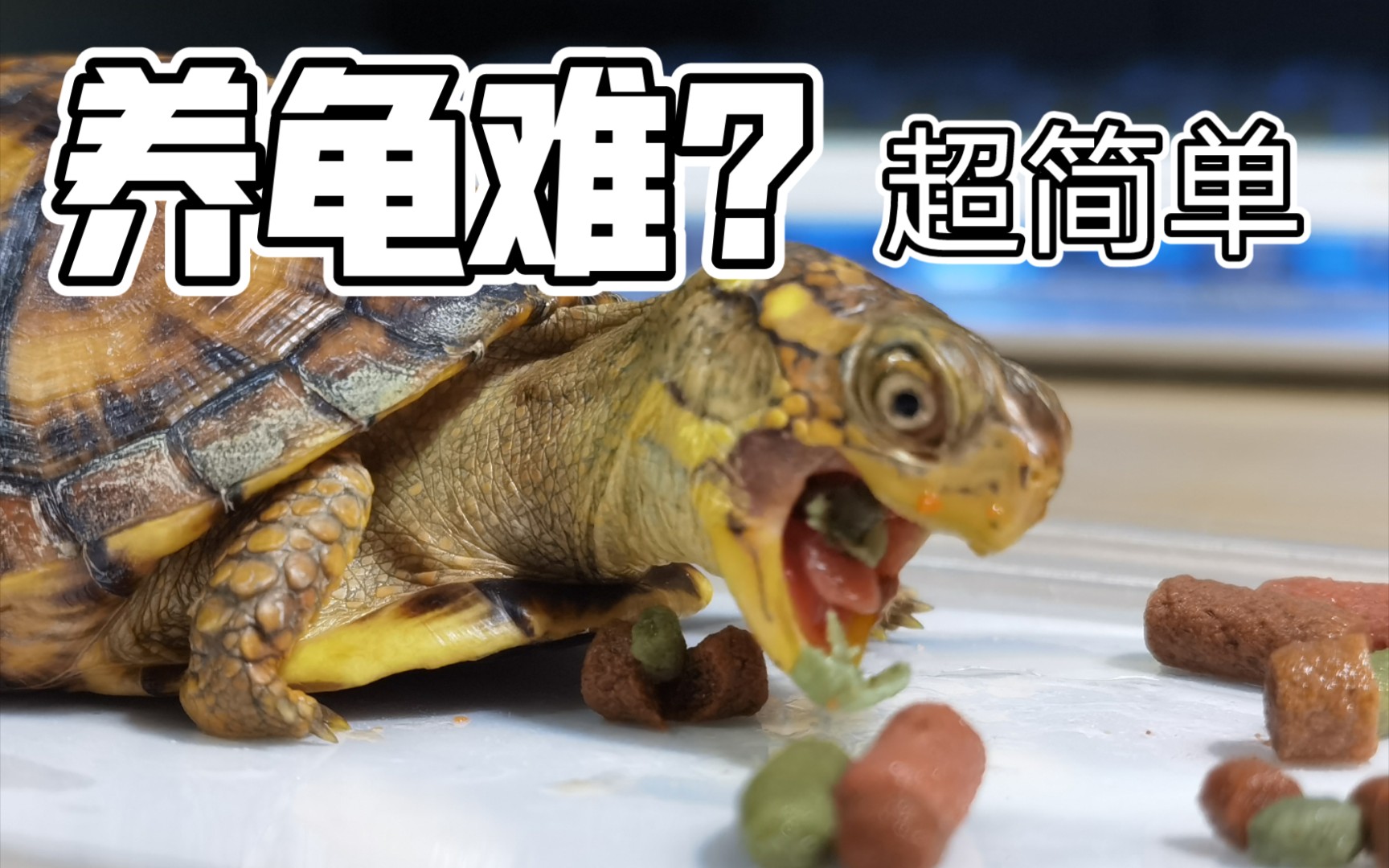 东部箱龟怎么养环境怎么设置超简单饲养篇日常喂食4