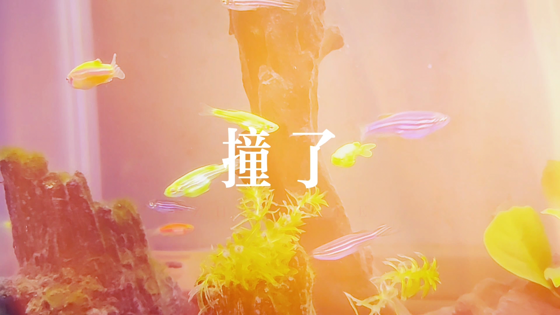 我是撞了南墙都不回头的人