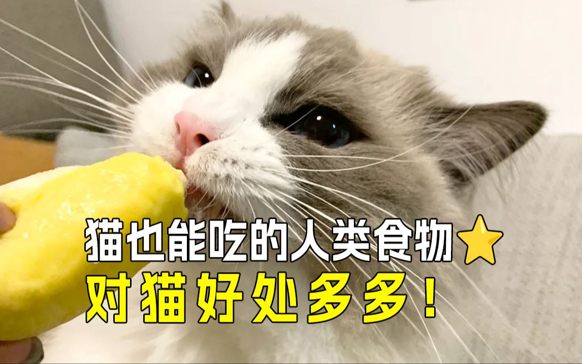 𐟍‰人猫共享美食,这些食物猫咪也能吃㊙️哔哩哔哩bilibili