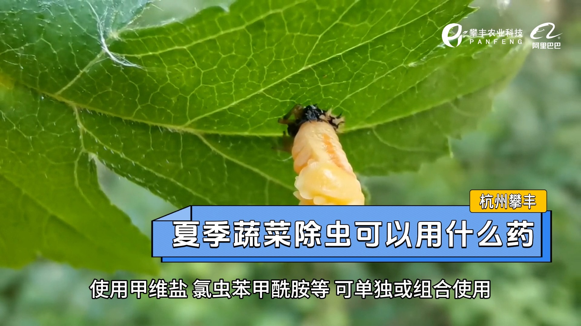 夏季蔬菜除虫可以用什么药 杭州攀丰农药原药 除草剂代加工哔哩哔哩bilibili