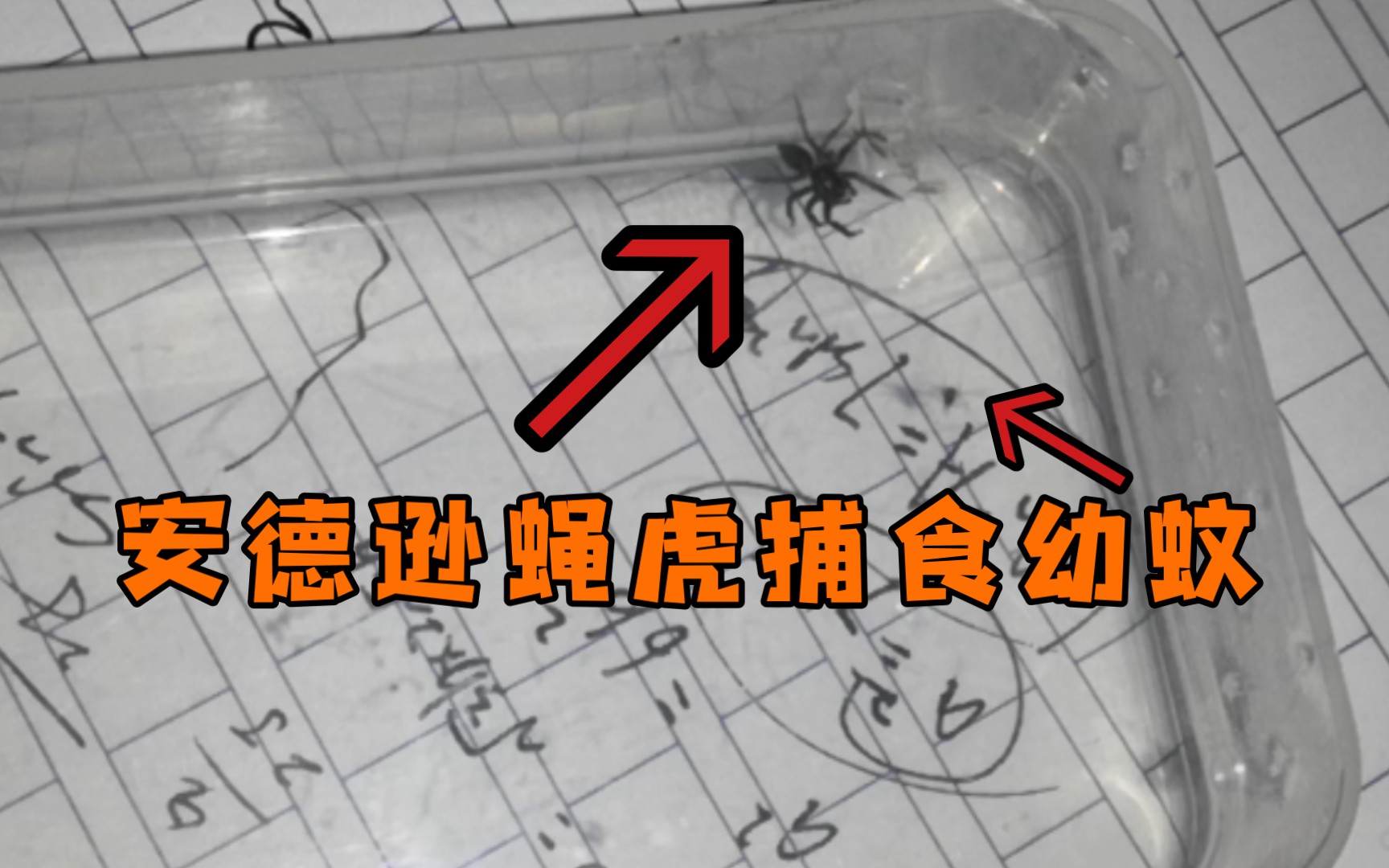 安德逊跳蛛捕食幼蚊