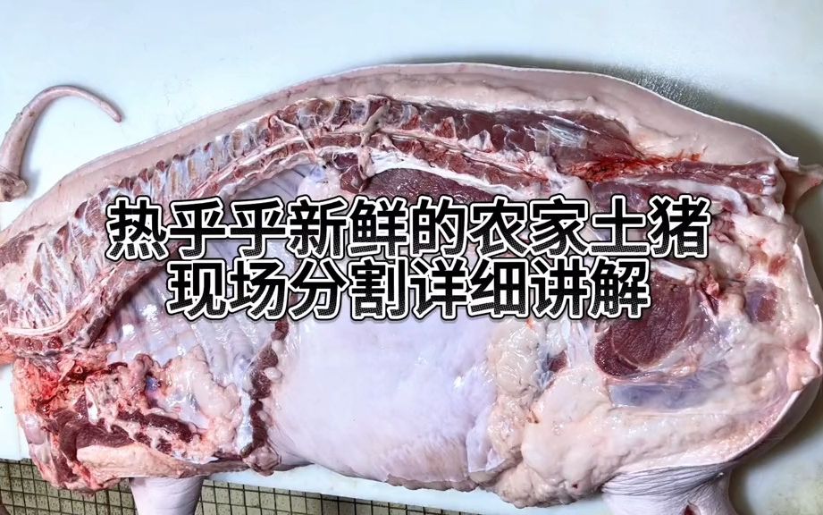 解压的猪肉分割过程,详细讲解!哔哩哔哩bilibili