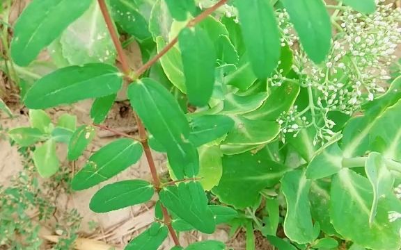【植物科普】通奶草:大戟科大戟属一年生草本._哔哩哔哩_bilibili
