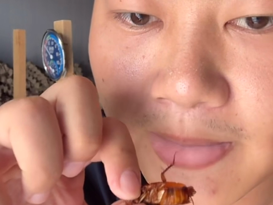 吓死了以为真吃蟑螂