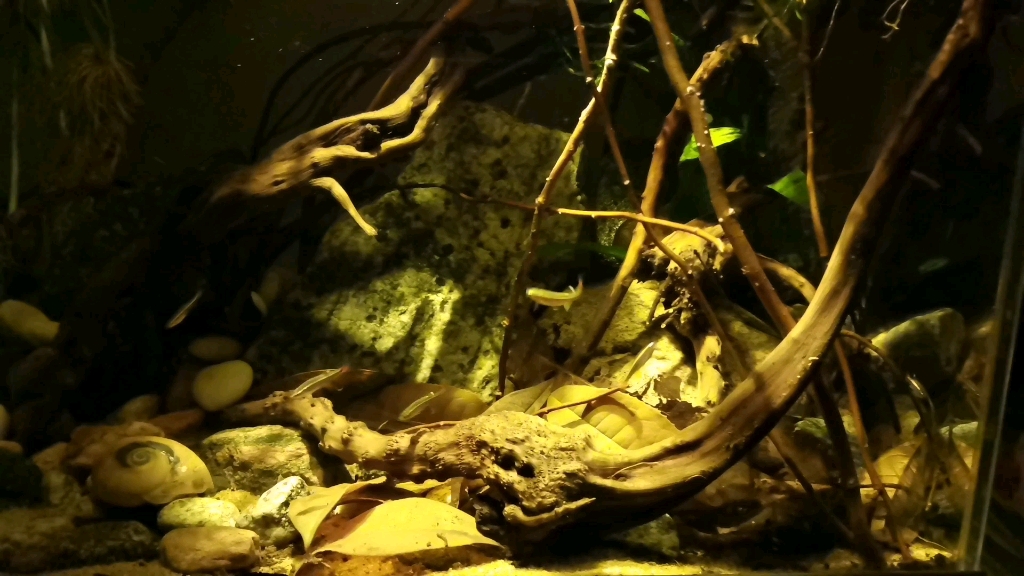 欢迎白云金丝入住伪原生缸,曼龙老弟已被我请出.