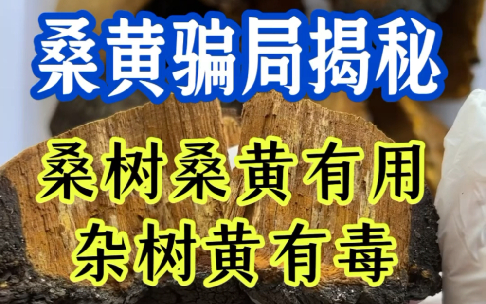 桑黄骗局揭秘,野生桑树桑黄有用,杂树黄有毒,请勿贪便宜买到有毒的杂树黄哔哩哔哩bilibili