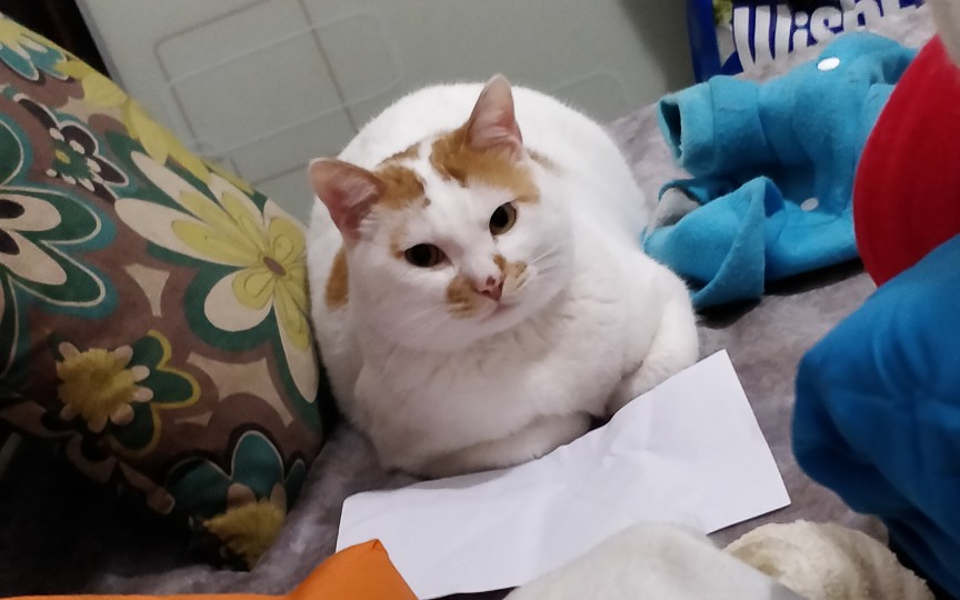 【田园白菊猫】咪咪成精系列 喝洗脚水 开门 装死