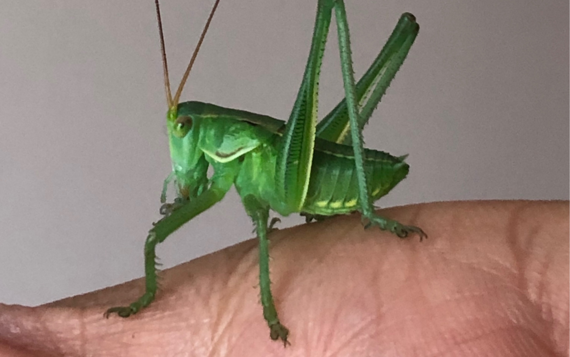 5l蝈蝈幼虫喂食